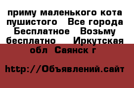 приму маленького кота пушистого - Все города Бесплатное » Возьму бесплатно   . Иркутская обл.,Саянск г.